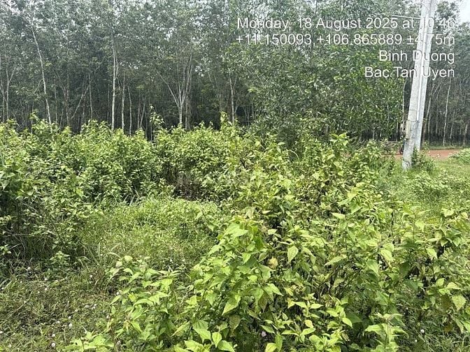 Công ty Đấu giá hợp danh Lam Sơn Sài Gòn thông báo đấu giá tài sản