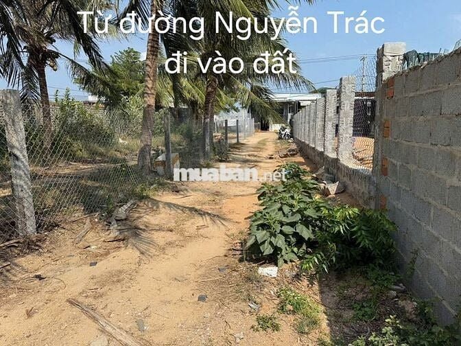ĐẤT VEN BIỂN NINH CHỬ (CÁCH BÃI BIỂN 5P)