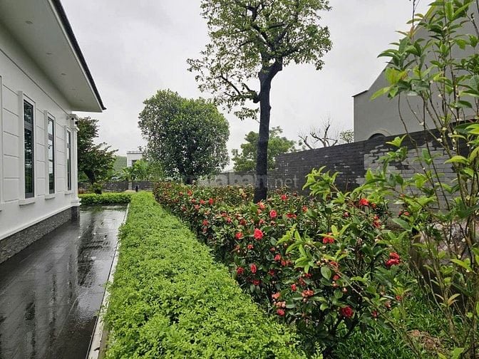 Cho thuê villa hoàn thành 2025, nhà mái Nhật nội thất Đông Dương