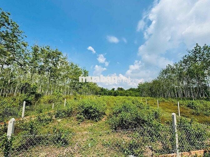 🔥 HÀNG HIẾM CỦ CHI – 1.600m² ĐẤT NHÀ VƯỜN GIÁ CHỈ 3,1 TỶ, CƠ HỘI ĐẦ