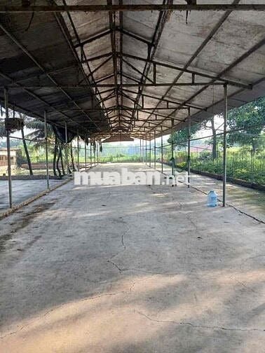 Cho Thuê Nhà Vườn 1500m2 - (Có Điện 3Fa -Xưởng)- Trảng Dài - Giá: 20tr