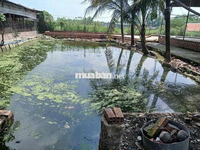 Cho Thuê Nhà Vườn 1500m2 - (Có Điện 3Fa -Xưởng)- Trảng Dài - Giá: 20tr