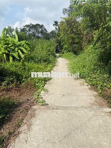BÁN THU HỒI VỐN THỔ CƯ  5*20=100 PHONG ĐIỀN. 440 TRIỆU. 2 NỀN LIỀN KỀ