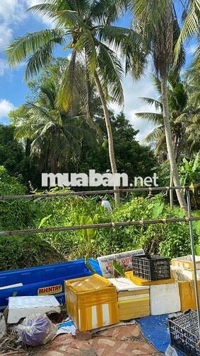 Bán đất hẻm Trường lái (Rạch Cái Nai, Cái Răng)