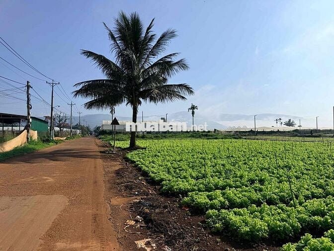 Bán đất thổ cư khu vực Xã Đơn Dương, ven Đà Lạt