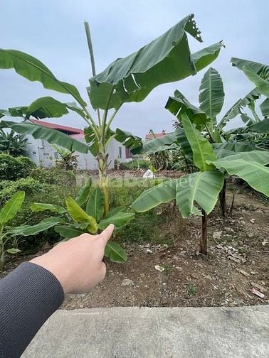 LÔ ĐẤT 55.4M2 CÁCH KCN TRÀNG DUỆ CHỈ 500M GIÁ RẺ NHẤT THỊ TRƯỜNG.