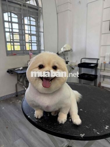 tiệm thú cưng Bình Tân tuyển dụng