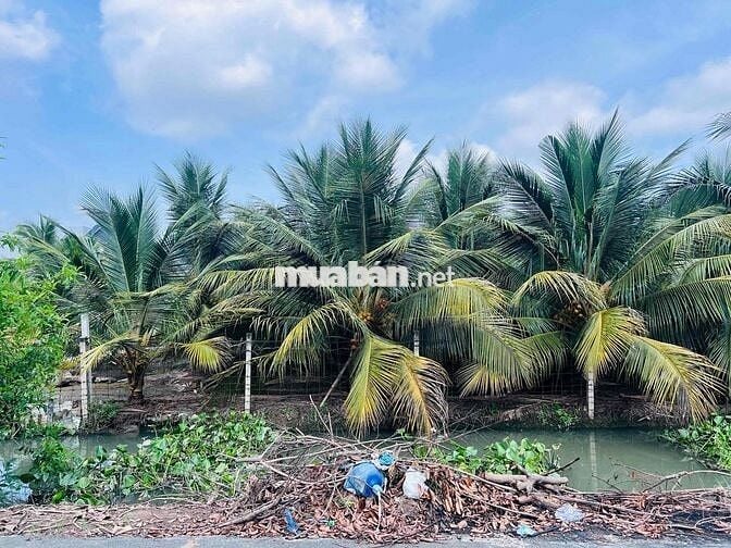 hơn 400m2 đất vườn ngay trung tâm p9, gần chợ trường học, sẵn huê lợi
