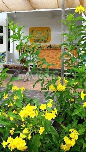 Cần bán 5.100m2 Villa Đảo Hoa Vàng, TP Cam Ranh, 14tr/m2, giấy hồng