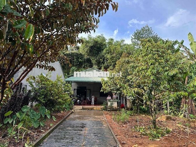 Bán đất 337m2 sẵn nhà mới xây.