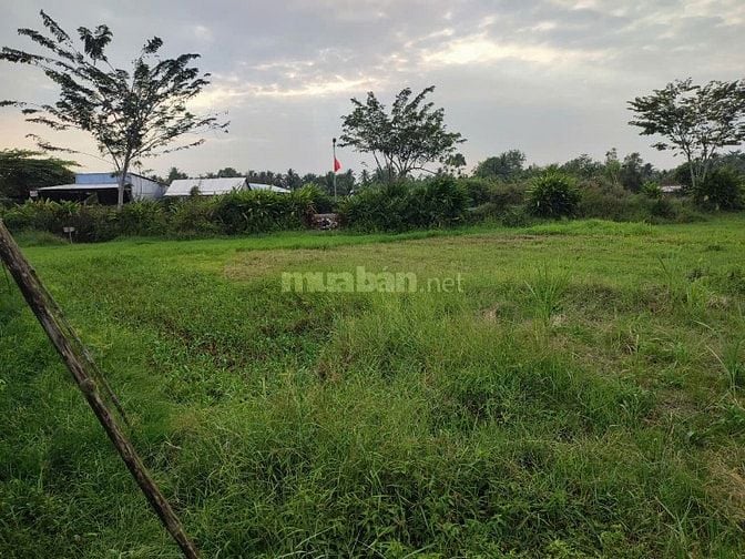 BÁN ĐẤT Ở 2 MT ĐƯỜNG ĐH 48, XÃ BÌNH NINH, HUYỆN TAM BÌNH, VĨNH LONG, 1