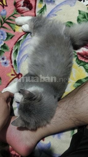 Mèo anh lông dài đực 6 tháng tuổi