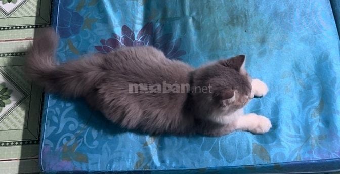 Mèo anh lông dài đực 6 tháng tuổi