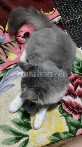 Mèo anh lông dài đực 6 tháng tuổi