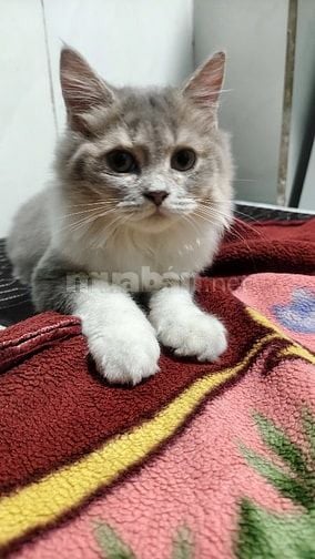 Mèo anh lông dài đực 6 tháng tuổi