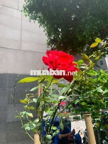 CHO THUÊ PHÒNG 18M2 - HƯỚNG ĐÔNG, CÔNG VIÊN GIA ĐỊNH - ĐƯỜNG PHỔ QUANG