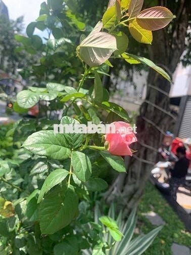 CHO THUÊ PHÒNG 18M2 - HƯỚNG ĐÔNG, CÔNG VIÊN GIA ĐỊNH - ĐƯỜNG PHỔ QUANG