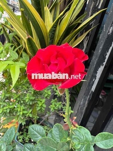 Cần bán nhà mặt tiền đường Bình Chuẩn 72