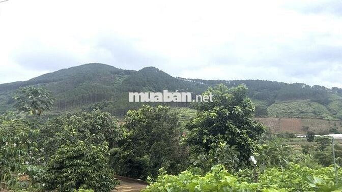 Chính chủ bán 500m đất mặt tiền đường bê tông tại Nam Ban, Lâm Hà