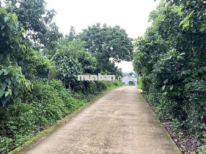 Chính chủ bán 500m đất mặt tiền đường bê tông tại Nam Ban, Lâm Hà
