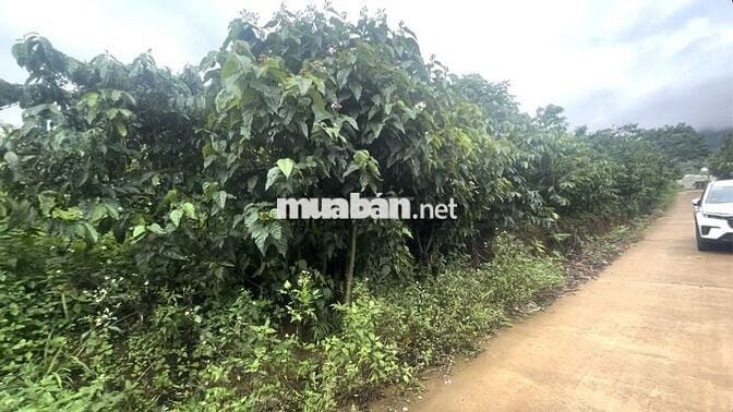 Chính chủ bán 500m đất mặt tiền đường bê tông tại Nam Ban, Lâm Hà