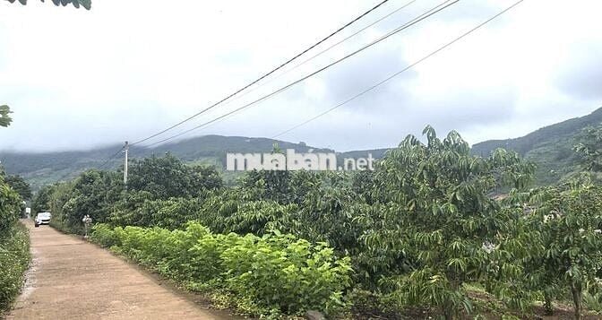 Chính chủ bán 500m đất mặt tiền đường bê tông tại Nam Ban, Lâm Hà