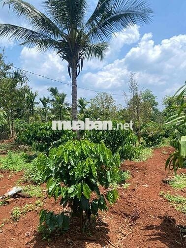 Eaning Cukuin Nhà Vườn 2900m2 tc400 2 tỷ 600 triệu nhà mới view hồ