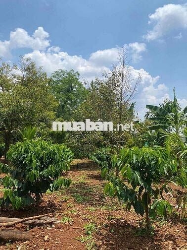 Eaning Cukuin Nhà Vườn 2900m2 tc400 2 tỷ 600 triệu nhà mới view hồ