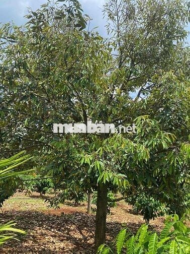 Eaning Cukuin Nhà Vườn 2900m2 tc400 2 tỷ 600 triệu nhà mới view hồ