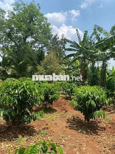 Eaning Cukuin Nhà Vườn 2900m2 tc400 2 tỷ 600 triệu nhà mới view hồ