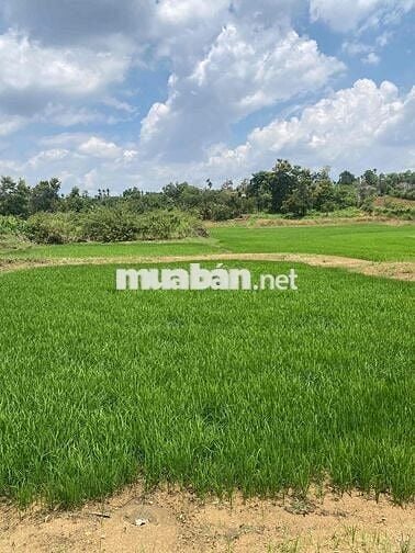Eaning Cukuin Nhà Vườn 2900m2 tc400 2 tỷ 600 triệu nhà mới view hồ
