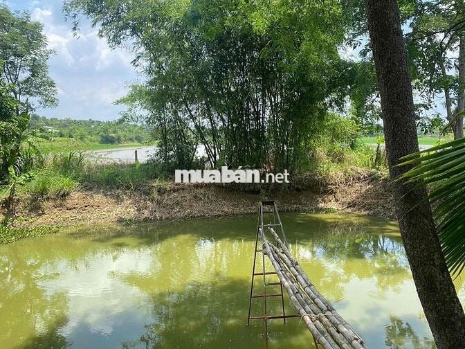 Eaning Cukuin Nhà Vườn 2900m2 tc400 2 tỷ 600 triệu nhà mới view hồ