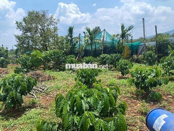 Eaning Cukuin Nhà Vườn 2900m2 tc400 2 tỷ 600 triệu nhà mới view hồ