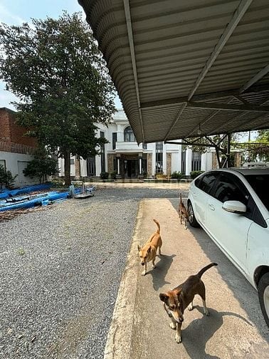 Bán biệt thự sân vườn 1905,5m ngay Tp Tân Uyên TPHCM 