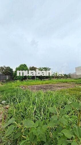 ĐẤT SHR SIÊU ĐẸP - 86m2 - ĐƯỜNG XE TẢI - XUÂN THỚI SƠN CŨ