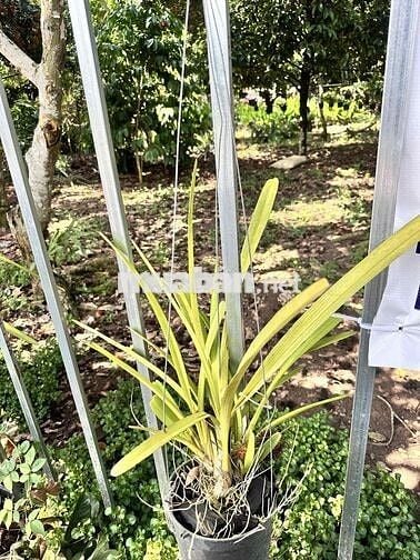 Mặt tiền nhựa lớn ngay cổng Khu Công Ngiệp Bình Lộc, Long Khánh siêu