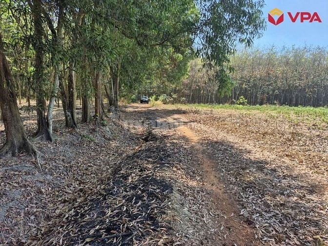 Thông báo đấu giá tài sản của bà Lê Thị Ly tại Bình Dương (TP.HCM)