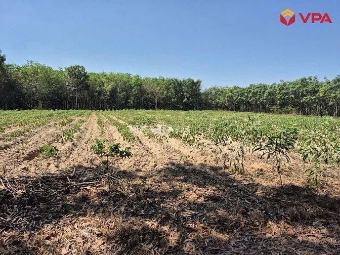 Thông báo đấu giá tài sản của bà Lê Thị Ly tại Bình Dương (TP.HCM)
