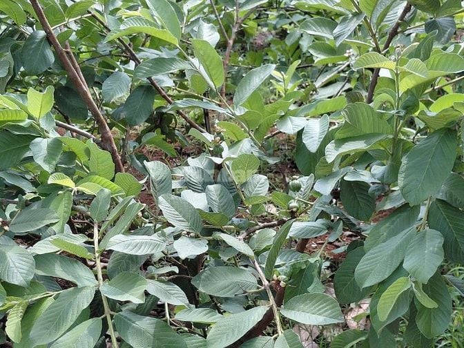 BÁN ĐẤT MẶT TIỀN 43x205 CÓ 600m2 Thổ Cư