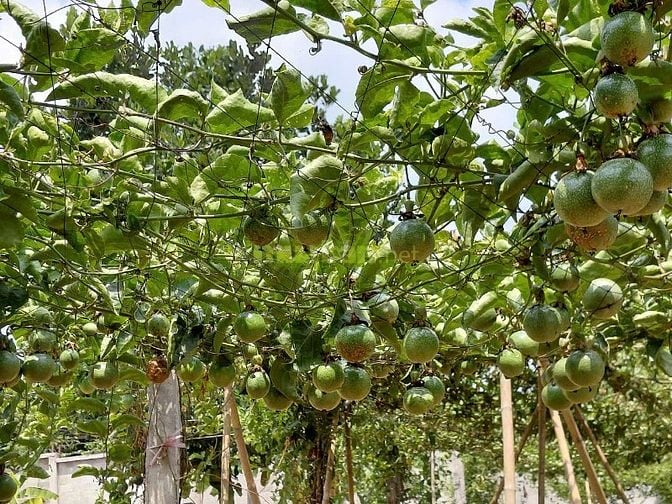 BÁN ĐẤT MẶT TIỀN 43x205 CÓ 600m2 Thổ Cư
