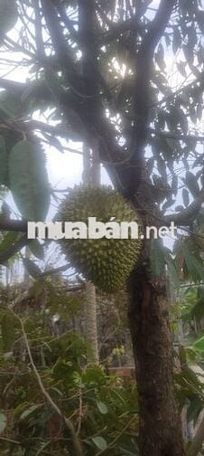 Mặt tiền kinh doanh đẹp cần cho thuê