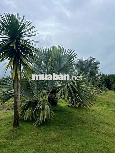 BÁN 4.7HA - 800M MẶT TIỀN - QUY HOẠCH KHU DÂN CƯ !