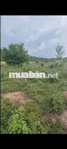 Bán 1 ha đất cách Siêu Thị Go , Buôn Ma Thuột , Đăk Lăk 23km