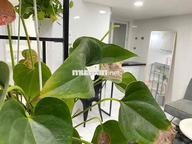0 Đăng Ảo_Duplex Gần Chợ Bà Chiểu_Rộng Rãi_Gác Cao_Ở Được 3 Đến 4 Ng