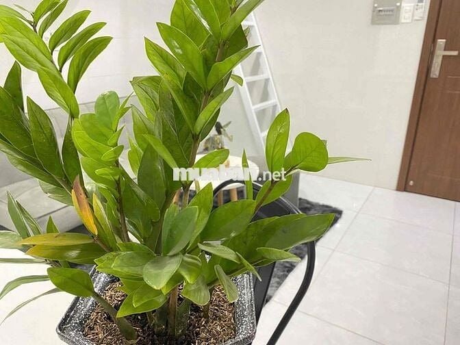 0 Đăng Ảo_Duplex Gần Chợ Bà Chiểu_Rộng Rãi_Gác Cao_Ở Được 3 Đến 4 Ng