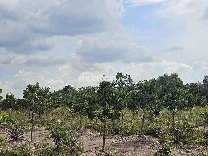 Cần bán gần 14 công đất, phù hợp làm khu nghĩ dưỡng, chuồng trại
