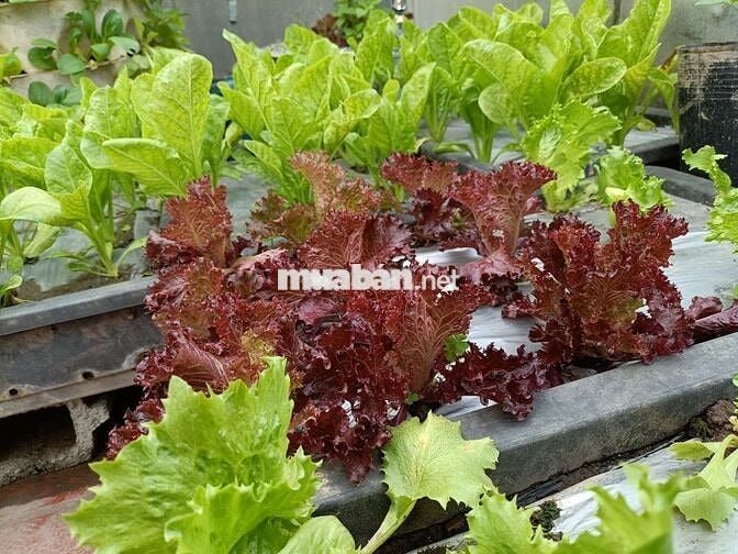 Cho thuê nhà chính chủ khu Giảng Võ 