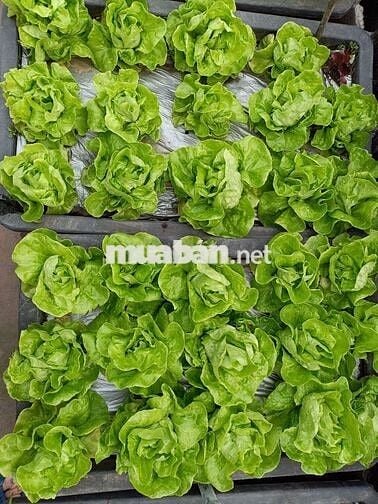 Cho thuê nhà chính chủ khu Giảng Võ 