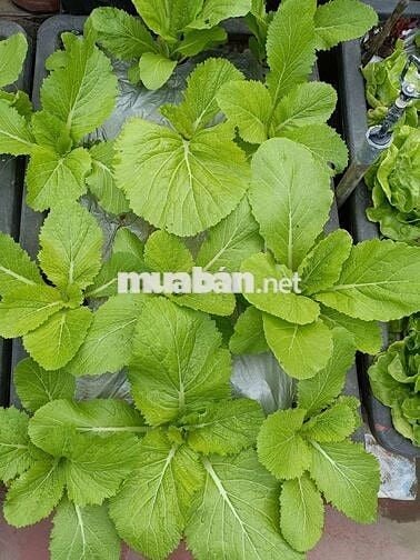 Cho thuê nhà chính chủ khu Giảng Võ 