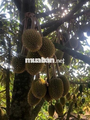 CHÍNH CHỦ CẦN BÁN GẤP 9,3 HA RẪY TÀ ĐÙNG